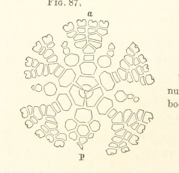 An illustration from Report on the Geological Survey of Iowa. By J. Hall, J. D. Whitney. [With maps.] vol. 1, 1858, leaf 128