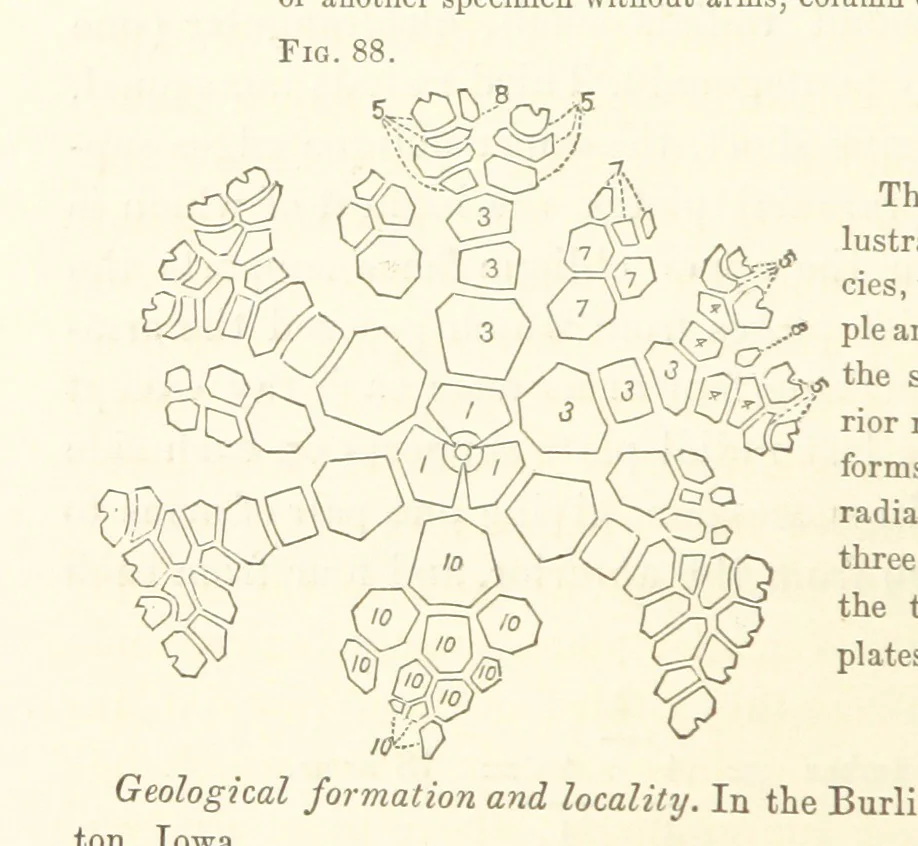 An illustration from Report on the Geological Survey of Iowa. By J. Hall, J. D. Whitney. [With maps.] vol. 1, 1858, leaf 130