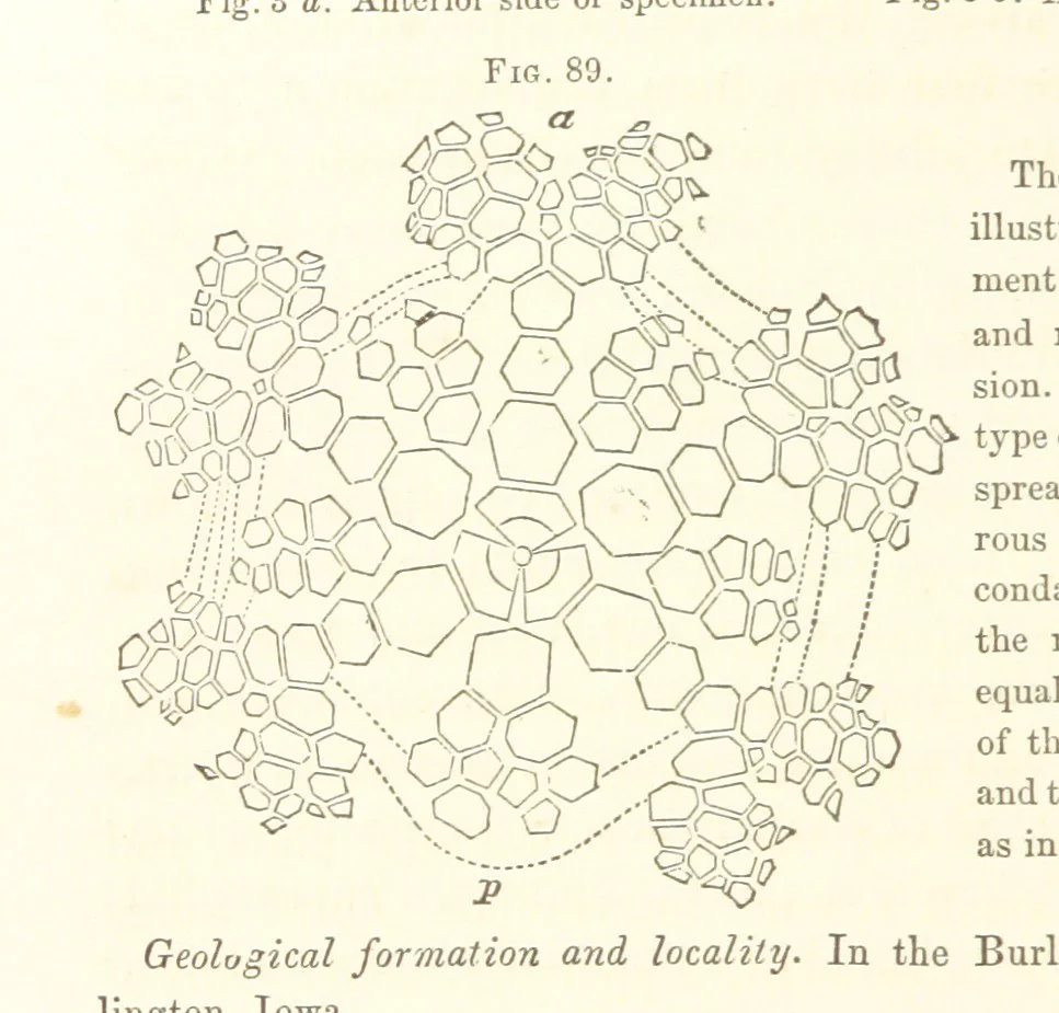 An illustration from Report on the Geological Survey of Iowa. By J. Hall, J. D. Whitney. [With maps.] vol. 1, 1858, leaf 132