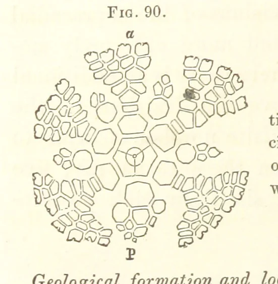 An illustration from Report on the Geological Survey of Iowa. By J. Hall, J. D. Whitney. [With maps.] vol. 1, 1858, leaf 134