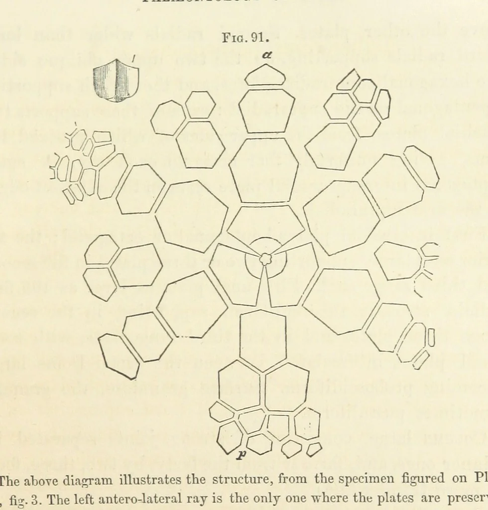 An illustration from Report on the Geological Survey of Iowa. By J. Hall, J. D. Whitney. [With maps.] vol. 1, 1858, leaf 149
