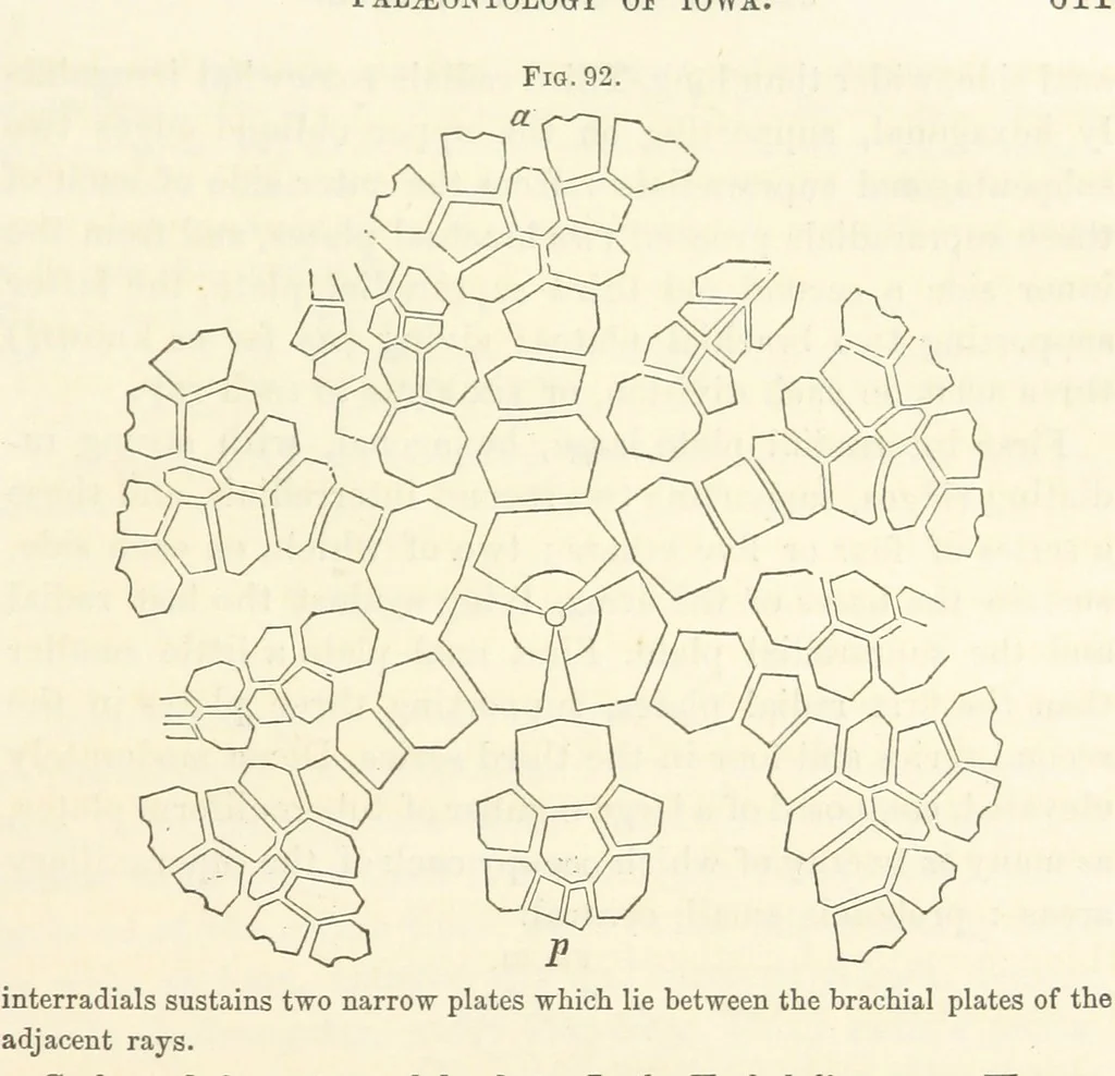 An illustration from Report on the Geological Survey of Iowa. By J. Hall, J. D. Whitney. [With maps.] vol. 1, 1858, leaf 151