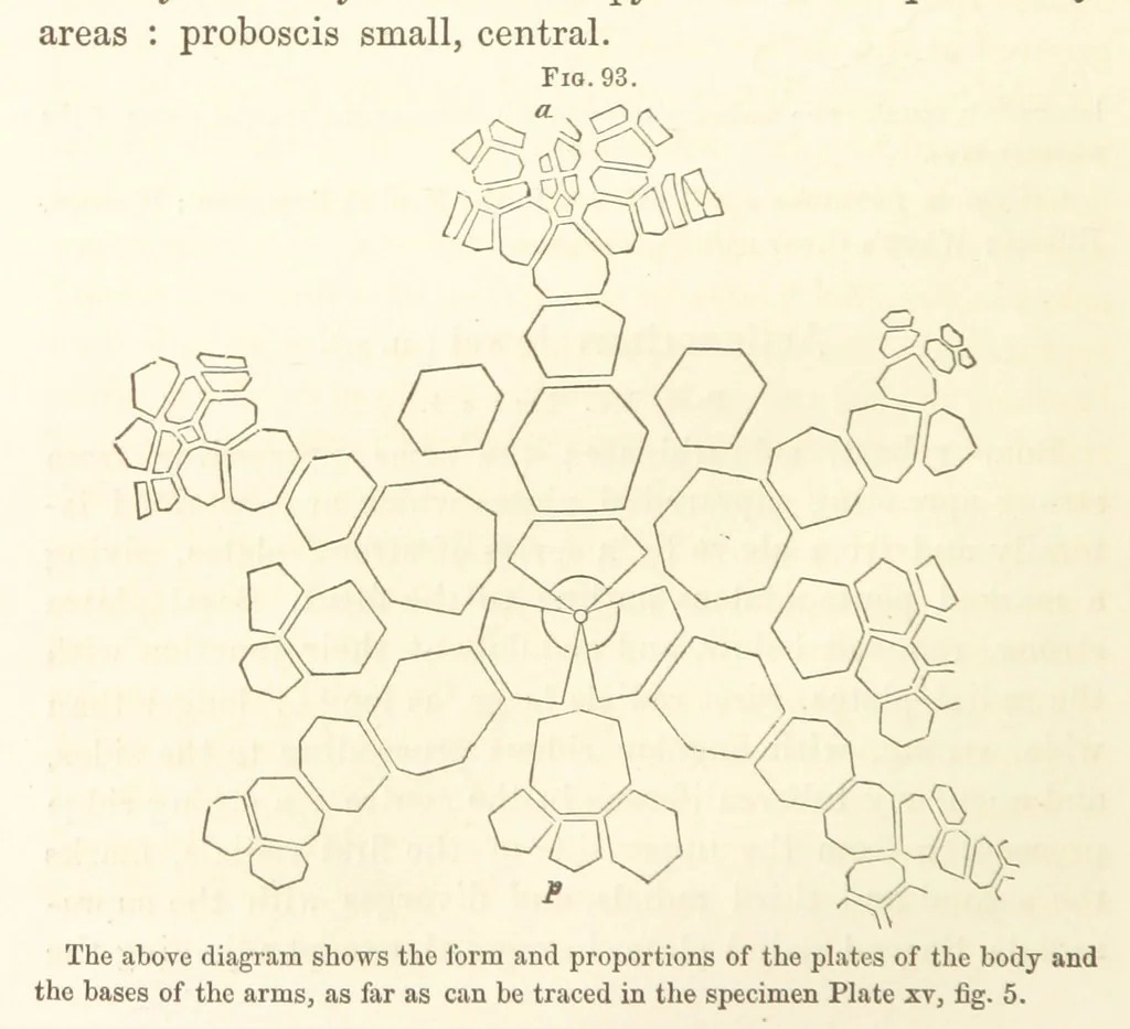 An illustration from Report on the Geological Survey of Iowa. By J. Hall, J. D. Whitney. [With maps.] vol. 1, 1858, leaf 152