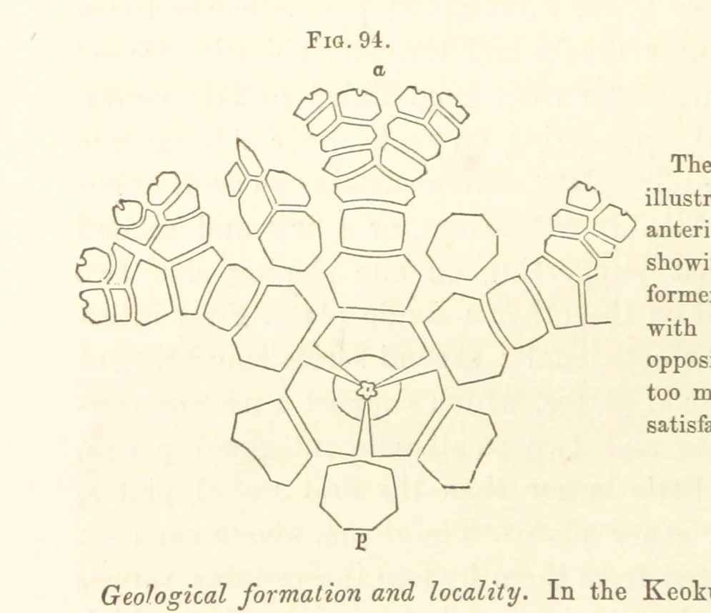 An illustration from Report on the Geological Survey of Iowa. By J. Hall, J. D. Whitney. [With maps.] vol. 1, 1858, leaf 154