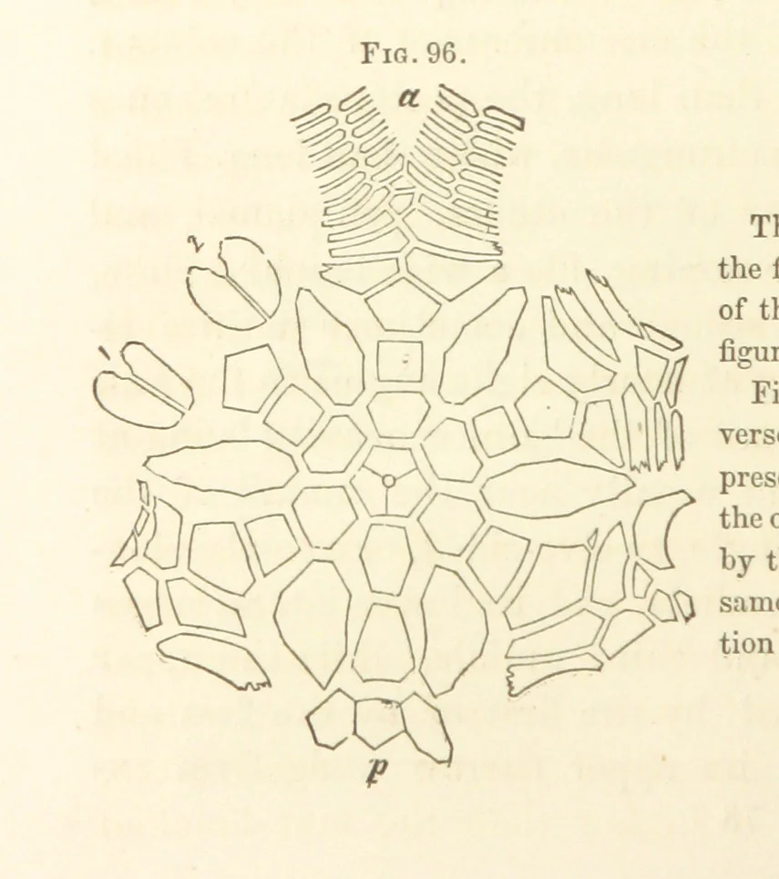 An illustration from Report on the Geological Survey of Iowa. By J. Hall, J. D. Whitney. [With maps.] vol. 1, 1858, leaf 158