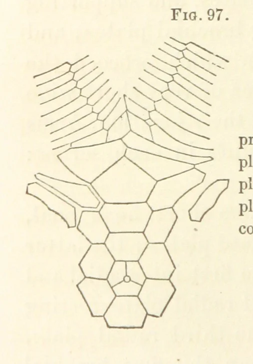 An illustration from Report on the Geological Survey of Iowa. By J. Hall, J. D. Whitney. [With maps.] vol. 1, 1858, leaf 160