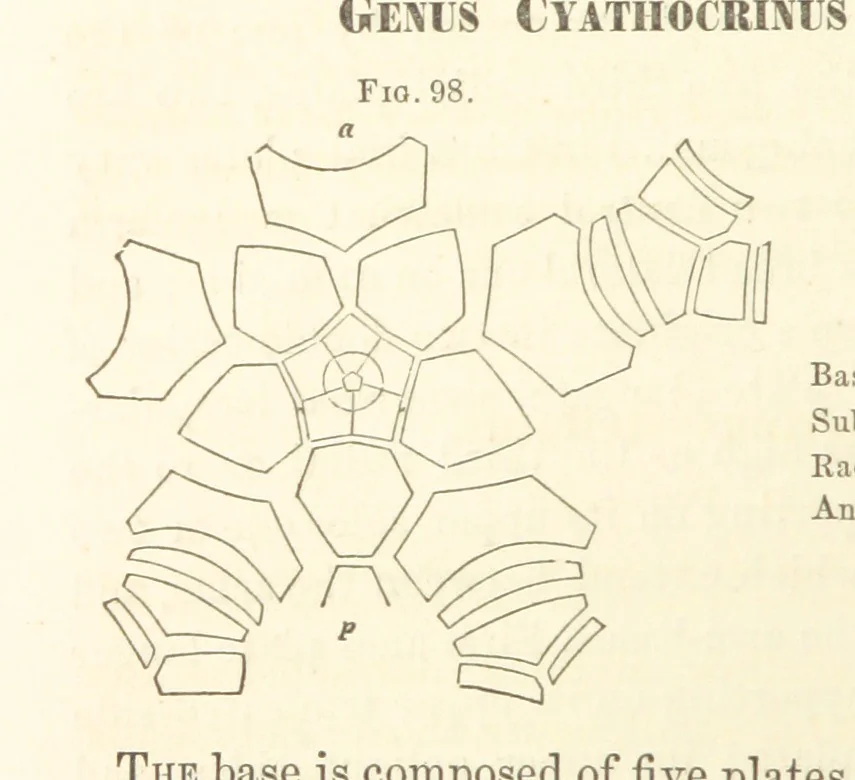 An illustration from Report on the Geological Survey of Iowa. By J. Hall, J. D. Whitney. [With maps.] vol. 1, 1858, leaf 162
