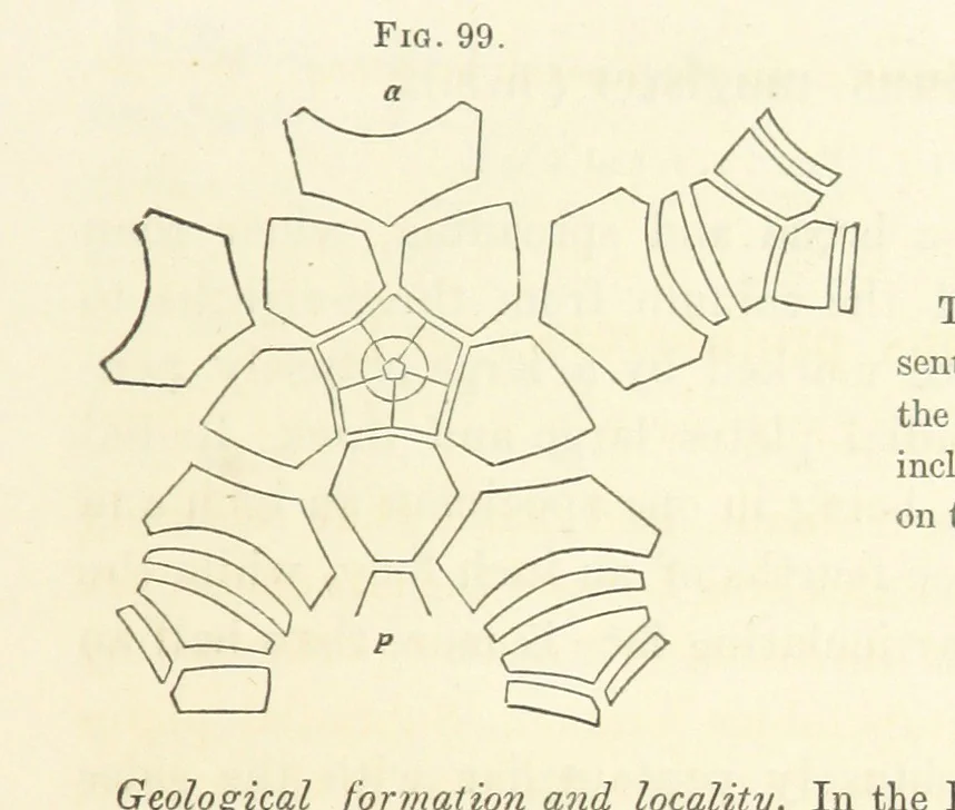 An illustration from Report on the Geological Survey of Iowa. By J. Hall, J. D. Whitney. [With maps.] vol. 1, 1858, leaf 167
