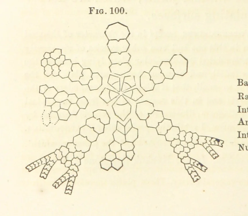 An illustration from Report on the Geological Survey of Iowa. By J. Hall, J. D. Whitney. [With maps.] vol. 1, 1858, leaf 168