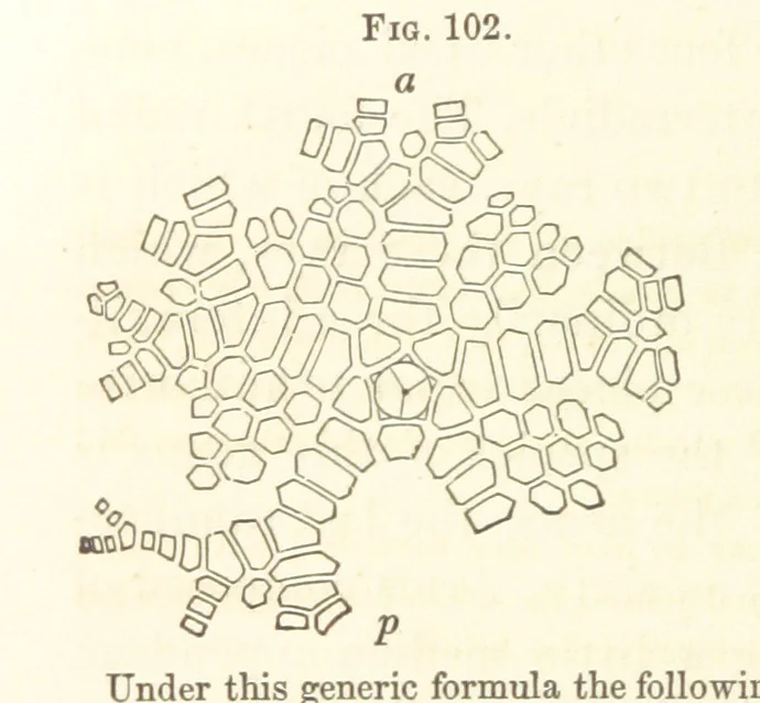An illustration from Report on the Geological Survey of Iowa. By J. Hall, J. D. Whitney. [With maps.] vol. 1, 1858, leaf 170