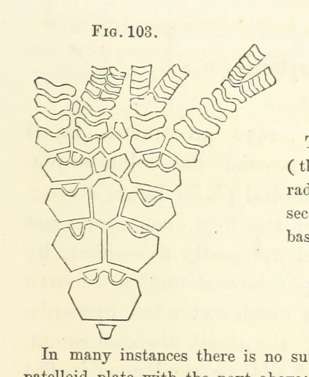 An illustration from Report on the Geological Survey of Iowa. By J. Hall, J. D. Whitney. [With maps.] vol. 1, 1858, leaf 171