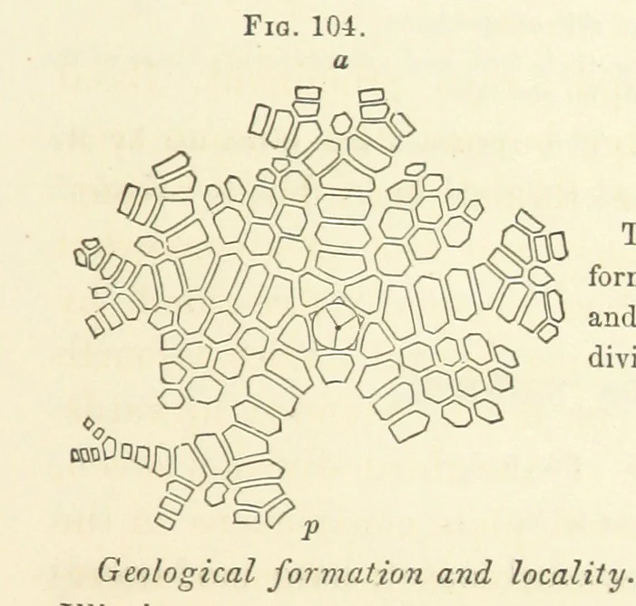 An illustration from Report on the Geological Survey of Iowa. By J. Hall, J. D. Whitney. [With maps.] vol. 1, 1858, leaf 173