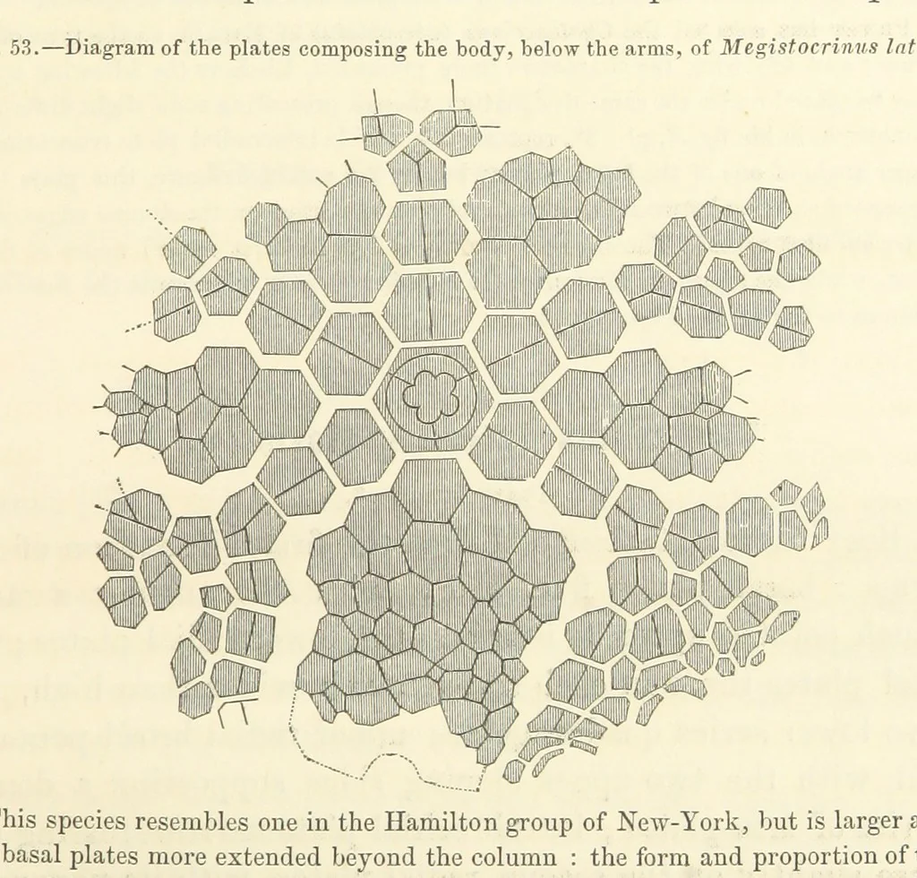 An illustration from Report on the Geological Survey of Iowa. By J. Hall, J. D. Whitney. [With maps.] vol. 1, 1858, leaf 21