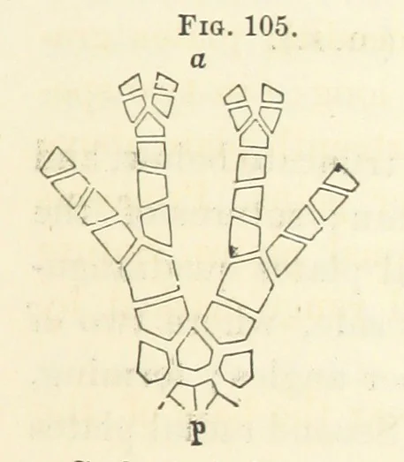 An illustration from Report on the Geological Survey of Iowa. By J. Hall, J. D. Whitney. [With maps.] vol. 1, 1858, leaf 211
