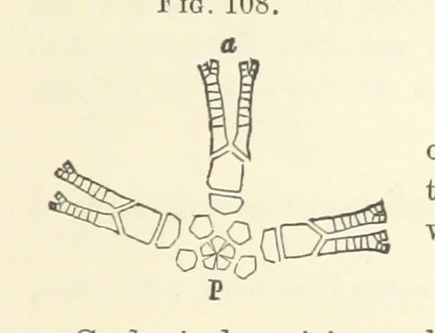 An illustration from Report on the Geological Survey of Iowa. By J. Hall, J. D. Whitney. [With maps.] vol. 1, 1858, leaf 221