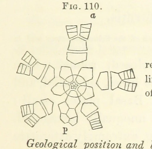 An illustration from Report on the Geological Survey of Iowa. By J. Hall, J. D. Whitney. [With maps.] vol. 1, 1858, leaf 223