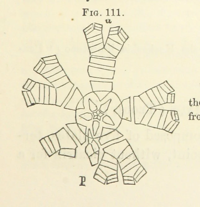 An illustration from Report on the Geological Survey of Iowa. By J. Hall, J. D. Whitney. [With maps.] vol. 1, 1858, leaf 223