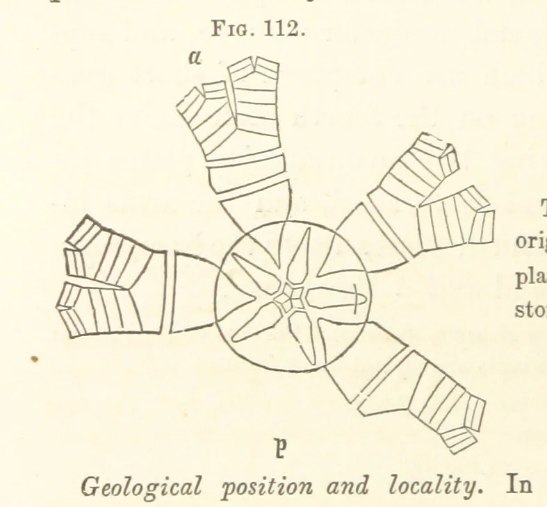 An illustration from Report on the Geological Survey of Iowa. By J. Hall, J. D. Whitney. [With maps.] vol. 1, 1858, leaf 224