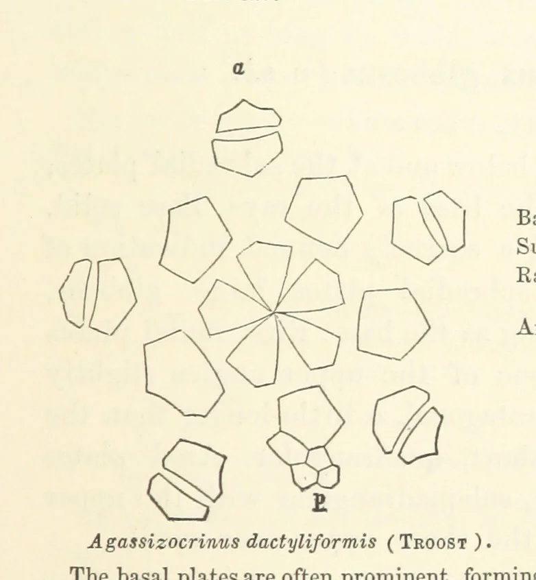 An illustration from Report on the Geological Survey of Iowa. By J. Hall, J. D. Whitney. [With maps.] vol. 1, 1858, leaf 225