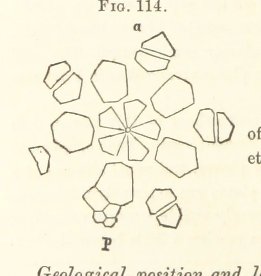 An illustration from Report on the Geological Survey of Iowa. By J. Hall, J. D. Whitney. [With maps.] vol. 1, 1858, leaf 226