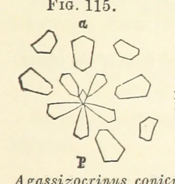 An illustration from Report on the Geological Survey of Iowa. By J. Hall, J. D. Whitney. [With maps.] vol. 1, 1858, leaf 227