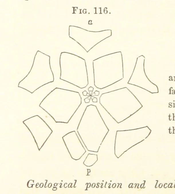 An illustration from Report on the Geological Survey of Iowa. By J. Hall, J. D. Whitney. [With maps.] vol. 1, 1858, leaf 228