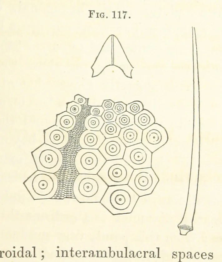 An illustration from Report on the Geological Survey of Iowa. By J. Hall, J. D. Whitney. [With maps.] vol. 1, 1858, leaf 237