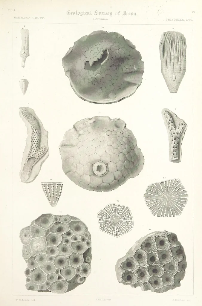 An illustration from Report on the Geological Survey of Iowa. By J. Hall, J. D. Whitney. [With maps.] vol. 1, 1858, leaf 271