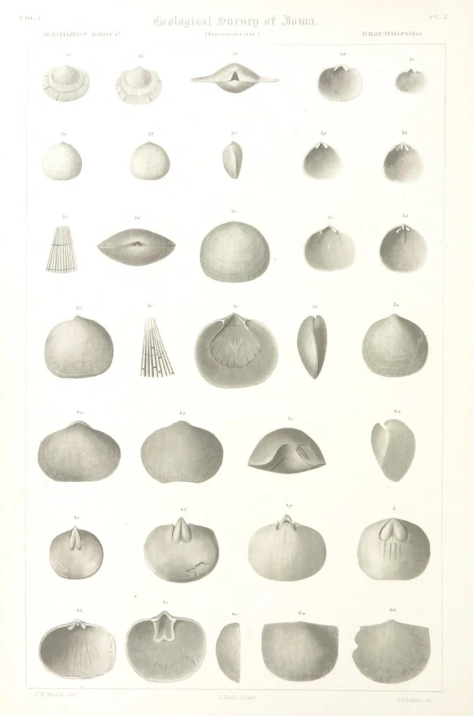 An illustration from Report on the Geological Survey of Iowa. By J. Hall, J. D. Whitney. [With maps.] vol. 1, 1858, leaf 274