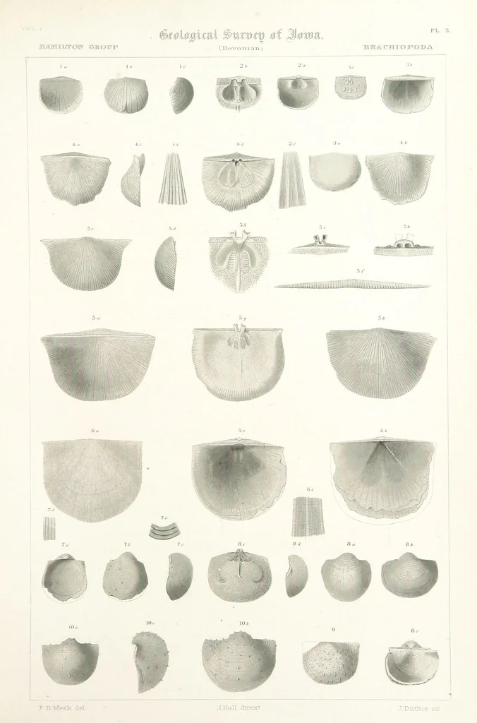 An illustration from Report on the Geological Survey of Iowa. By J. Hall, J. D. Whitney. [With maps.] vol. 1, 1858, leaf 277