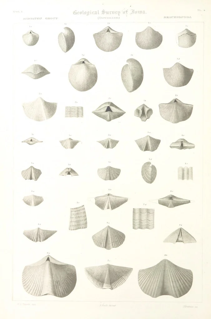 An illustration from Report on the Geological Survey of Iowa. By J. Hall, J. D. Whitney. [With maps.] vol. 1, 1858, leaf 280