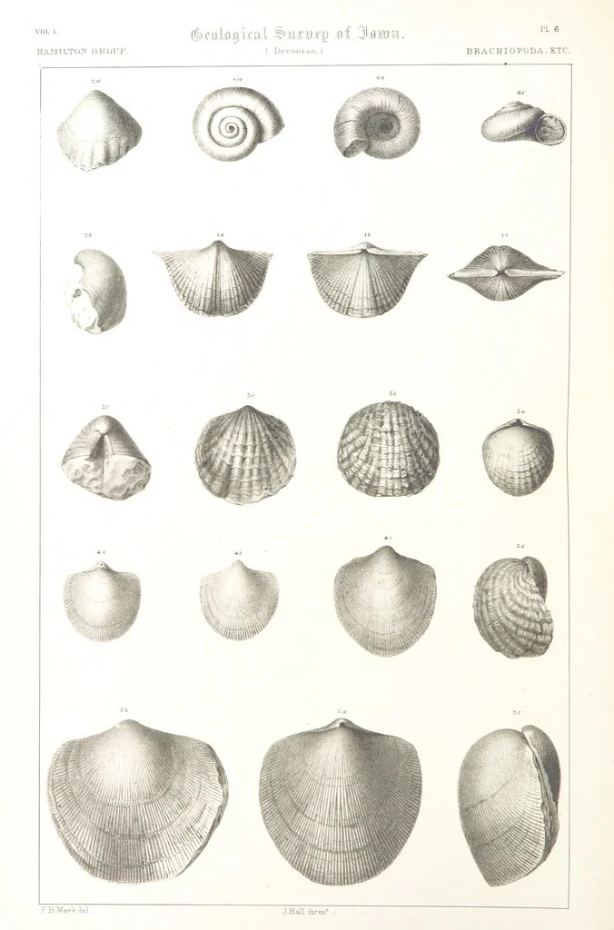 An illustration from Report on the Geological Survey of Iowa. By J. Hall, J. D. Whitney. [With maps.] vol. 1, 1858, leaf 286