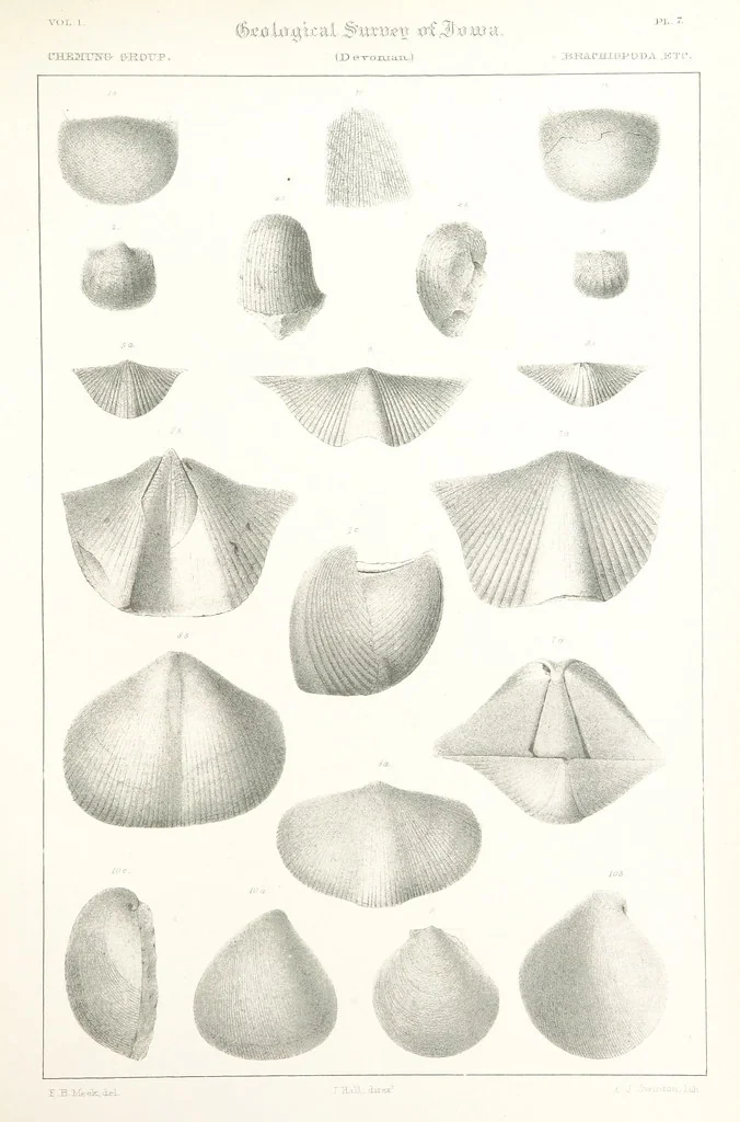 An illustration from Report on the Geological Survey of Iowa. By J. Hall, J. D. Whitney. [With maps.] vol. 1, 1858, leaf 289