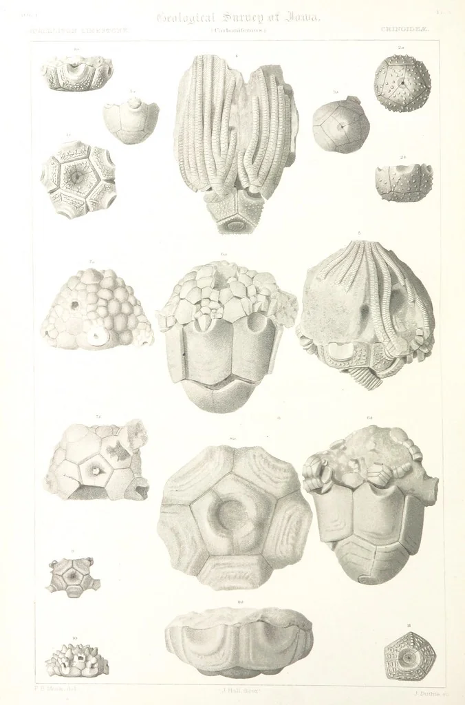 An illustration from Report on the Geological Survey of Iowa. By J. Hall, J. D. Whitney. [With maps.] vol. 1, 1858, leaf 292