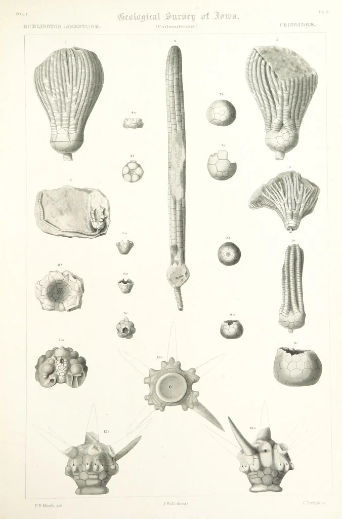 An illustration from Report on the Geological Survey of Iowa. By J. Hall, J. D. Whitney. [With maps.] vol. 1, 1858, leaf 295