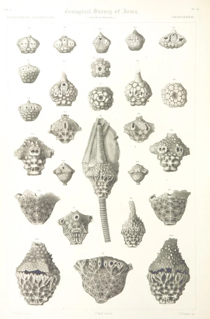 An illustration from Report on the Geological Survey of Iowa. By J. Hall, J. D. Whitney. [With maps.] vol. 1, 1858, leaf 298