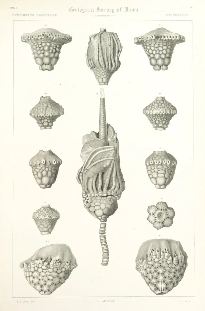 An illustration from Report on the Geological Survey of Iowa. By J. Hall, J. D. Whitney. [With maps.] vol. 1, 1858, leaf 301