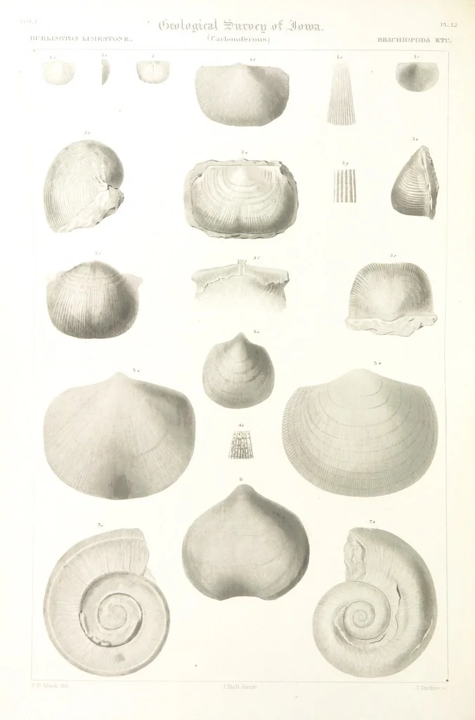 An illustration from Report on the Geological Survey of Iowa. By J. Hall, J. D. Whitney. [With maps.] vol. 1, 1858, leaf 304