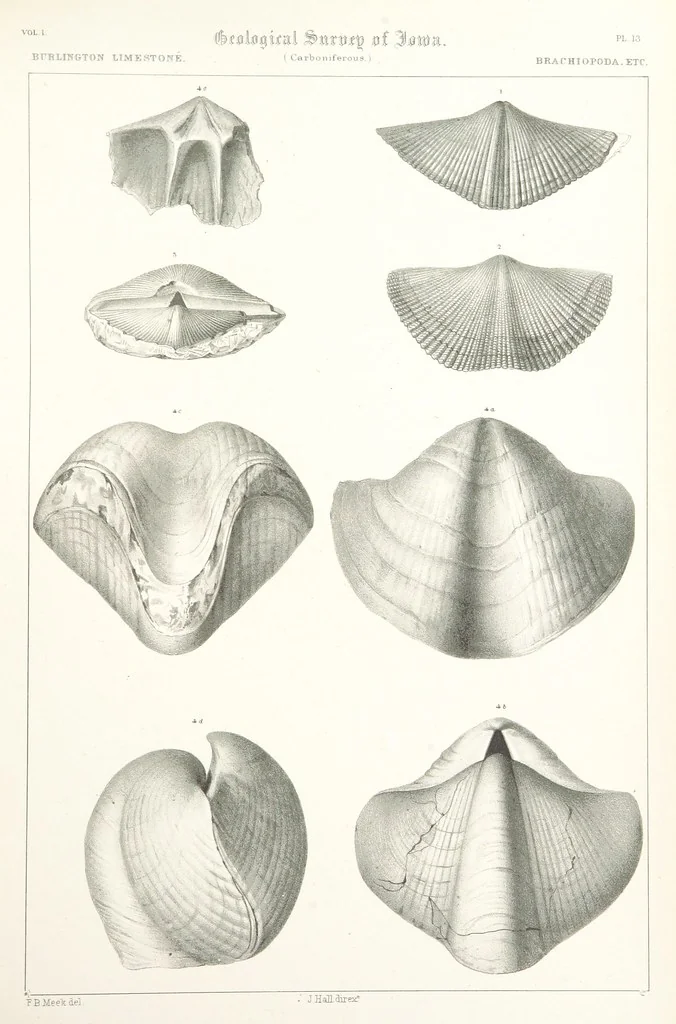 An illustration from Report on the Geological Survey of Iowa. By J. Hall, J. D. Whitney. [With maps.] vol. 1, 1858, leaf 307