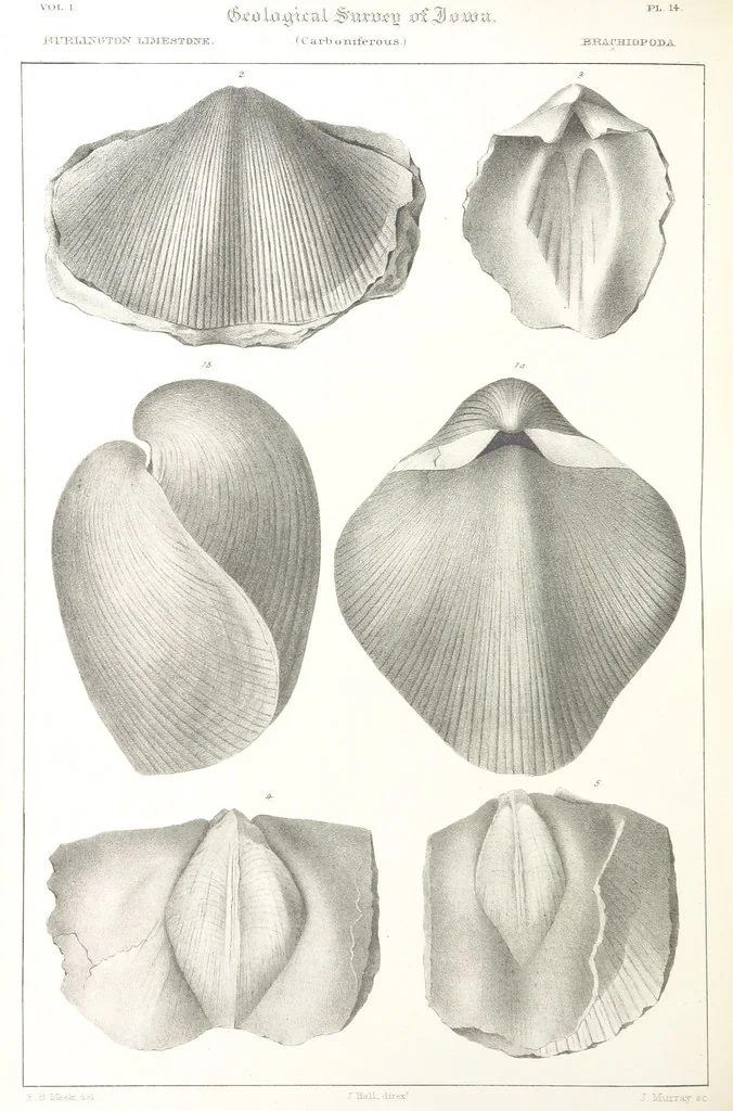 An illustration from Report on the Geological Survey of Iowa. By J. Hall, J. D. Whitney. [With maps.] vol. 1, 1858, leaf 310