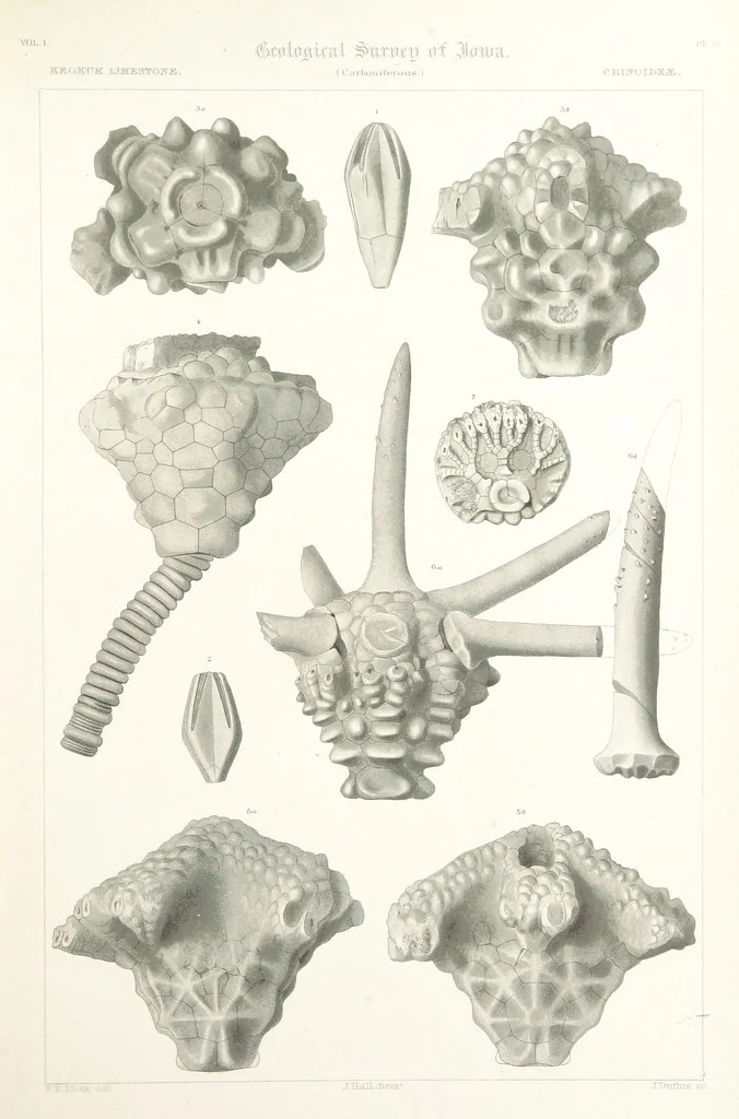 An illustration from Report on the Geological Survey of Iowa. By J. Hall, J. D. Whitney. [With maps.] vol. 1, 1858, leaf 313