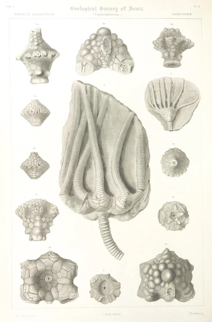 An illustration from Report on the Geological Survey of Iowa. By J. Hall, J. D. Whitney. [With maps.] vol. 1, 1858, leaf 316