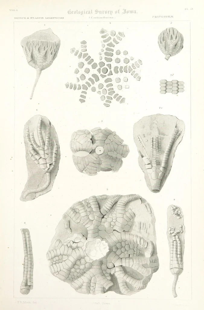An illustration from Report on the Geological Survey of Iowa. By J. Hall, J. D. Whitney. [With maps.] vol. 1, 1858, leaf 319
