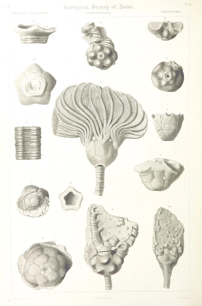 An illustration from Report on the Geological Survey of Iowa. By J. Hall, J. D. Whitney. [With maps.] vol. 1, 1858, leaf 322