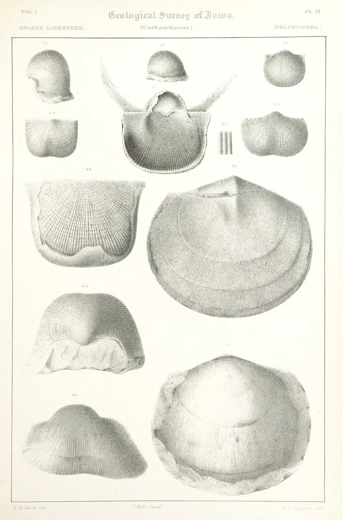 An illustration from Report on the Geological Survey of Iowa. By J. Hall, J. D. Whitney. [With maps.] vol. 1, 1858, leaf 325