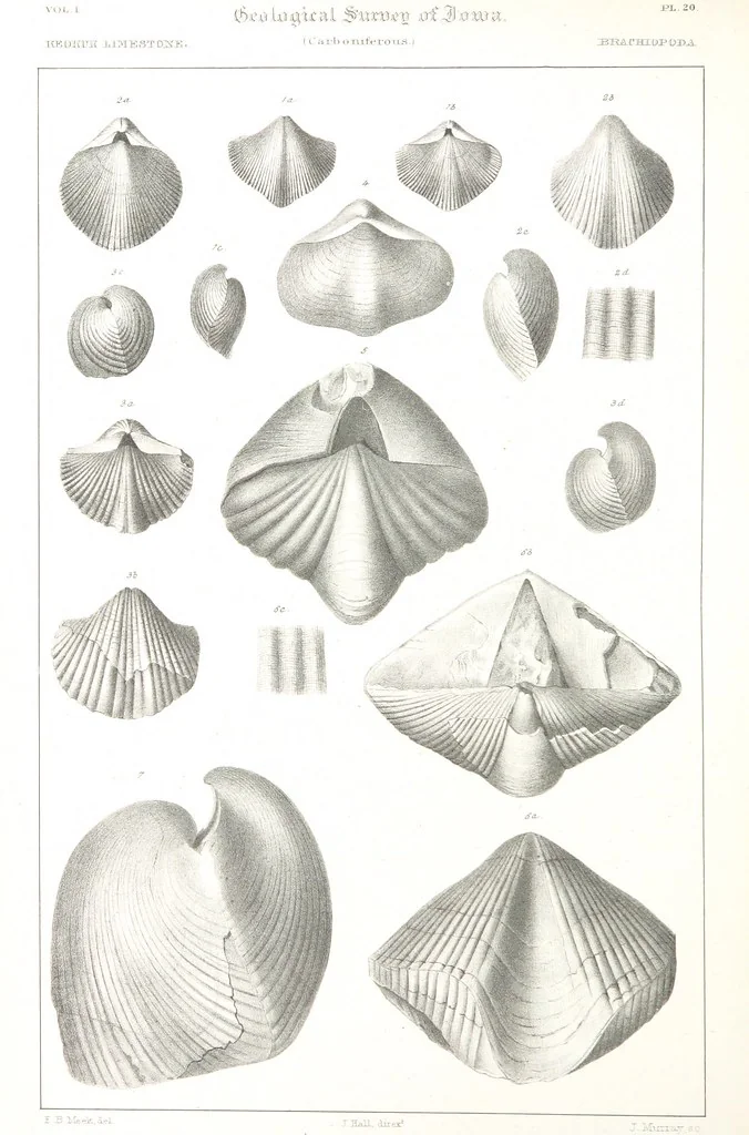 An illustration from Report on the Geological Survey of Iowa. By J. Hall, J. D. Whitney. [With maps.] vol. 1, 1858, leaf 328