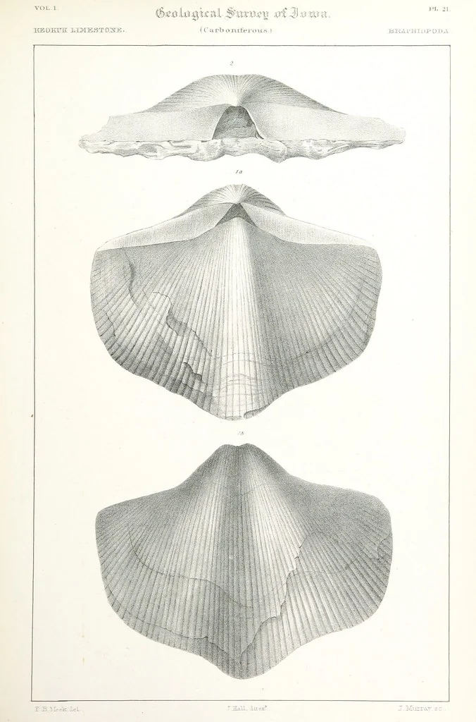An illustration from Report on the Geological Survey of Iowa. By J. Hall, J. D. Whitney. [With maps.] vol. 1, 1858, leaf 331