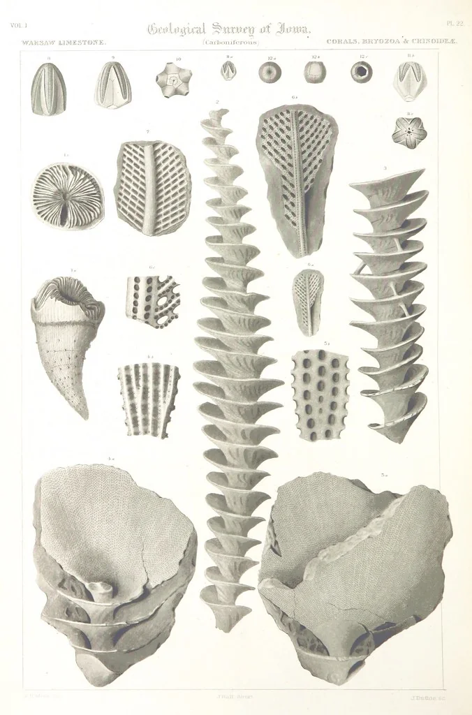 An illustration from Report on the Geological Survey of Iowa. By J. Hall, J. D. Whitney. [With maps.] vol. 1, 1858, leaf 334