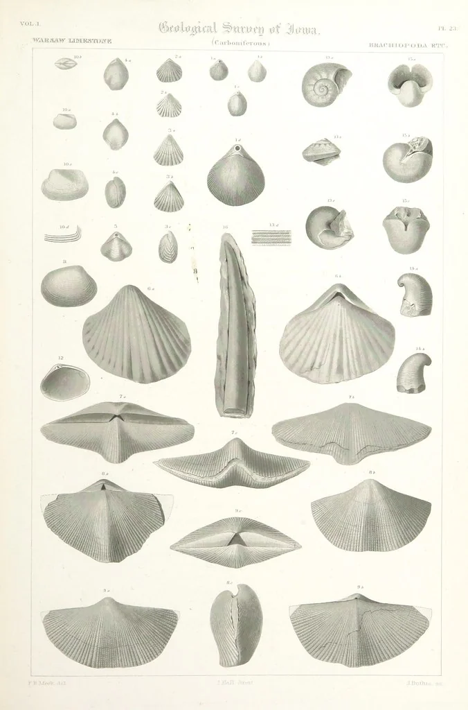 An illustration from Report on the Geological Survey of Iowa. By J. Hall, J. D. Whitney. [With maps.] vol. 1, 1858, leaf 337