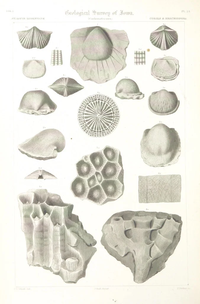 An illustration from Report on the Geological Survey of Iowa. By J. Hall, J. D. Whitney. [With maps.] vol. 1, 1858, leaf 340